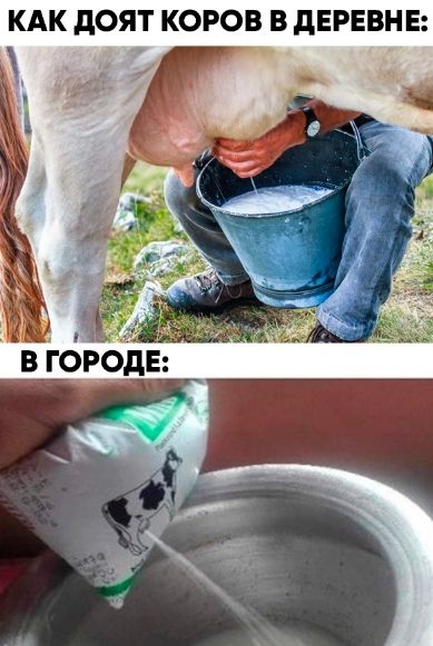 КАК дОЯТ КОРОВ В дЕРЕВН Е