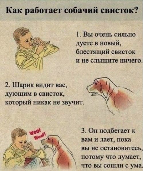 Как работает собачий свисток Вы очень сильно душе в новый блестящий свисток и не слышите ничего 2 Шарик видит вас _ дуЮЩИМ В свисток который никак не звучит 3 Он подбсшст к вам и ласт пока вы не остановитесь потому что думает что вы сопши ума