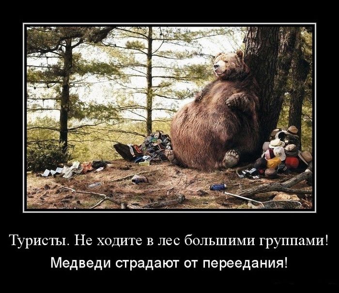 Туристы Не ходите в лес большими группами Медведи страдают от переедания