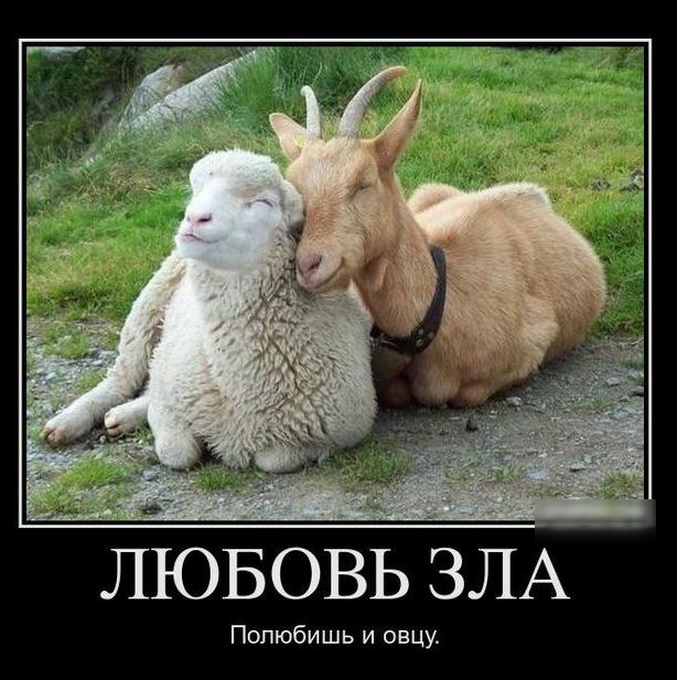 ЛЮБОВЬ ЗЛА Попюбишь и овцу