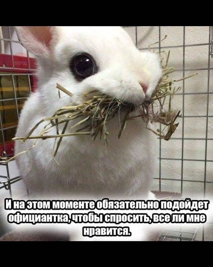 д и на этом моменте обязательно подойдет официантка чтобы ВППОБИТЪ ввели МНЕ ПЕВИПШ