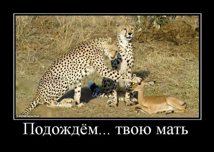 ПодождёМ твою мать