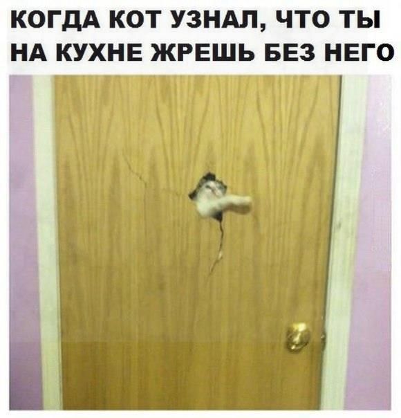 КОГДА КОТ УЗНАЛ ЧТО ТЫ НА КУХНЕ ЖРЕШ ЕЗ НЕГО м