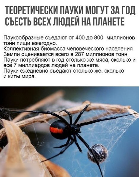 ТЕПРЕТИЧЕСКИ ПАУКИ МПГУТ ЗА ГПД ВЪЕВТЬ ВСЕХ ПЮДЕИ НА ПЛАНЕТЕ Пауксобразные съедают от 400 до 800 миллионов тонн пищи ежегодно Коллективная биомасса человеческого населения Земли оценивается всего в 287 миллионов тонн Пауки потребляют в год столько же мяса сколько и все 7 миллиардов людей на планете Пауки ежедневно съедают столько же сколько и киты мира
