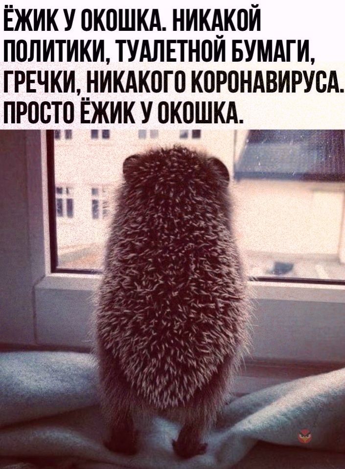 ЁЖИК У 0К0ШКА НИЩКПИ ПОЛИТИКИ ТУАЛЕТНПИ БУМАГИ ГРЕЧКИ НИКАКПГП КПРПНАВИРУСА ПРОСТО ЁЖИК У 0К0ШКА