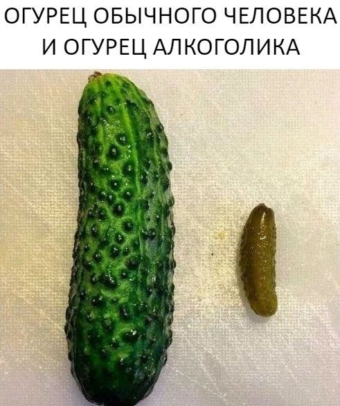 ОГУРЕЦ ОБЫЧНОГО ЧЕЛОВЕКА И ОГУРЕЦ АЛКОГОЛИКА