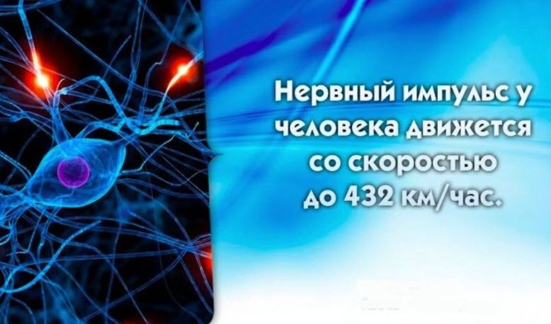 Нервный импуАЁс у