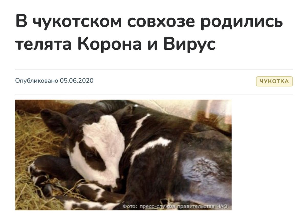 В чукотском совхозе родились телята Корона и Вирус Опубликовано 05062020 ЧУКОТКА