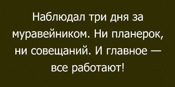 Наблюдал три дня за муравейником Ни планерок ни совещаний И главное все работают