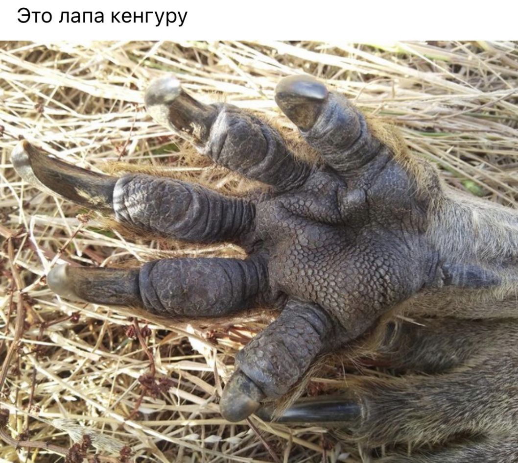 Это лапа кенгуру