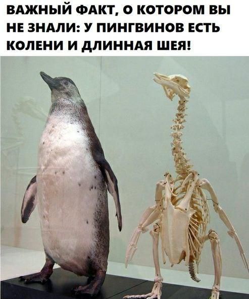 ВАЖНЫЙ ФАКТ О КОТОРОМ ВЫ НЕ ЗНАЛИ У ПИНГВИНОВ ЕСТЬ КОЛЕНИ И дЛИННАЯ ШЕЯ