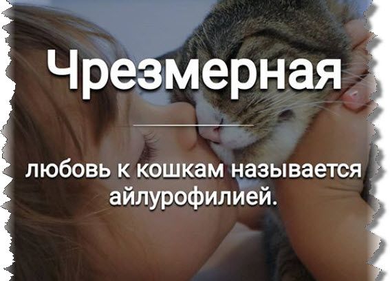 любовь к кошкам называется айлурофилией