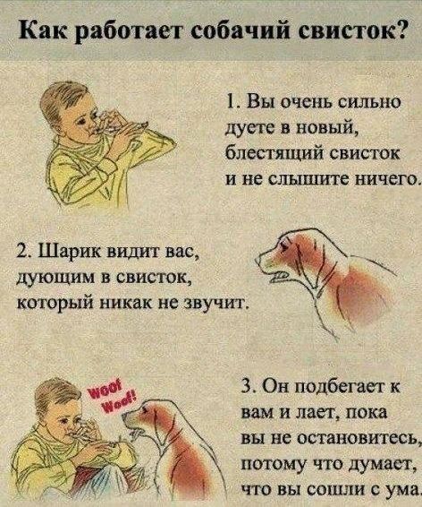 Как работает собачий свисток Вы очень сильно дут новый блссгяпшй свисток и не слышите ничего 2 Шарик видит вас дующим В свисток КОТОРЫЙ никак не звучит 3 Он подбегает к вам и лает пока Вы не остановитесь потому что думает ЧТО ВЫ СОПЦЛИ С ума