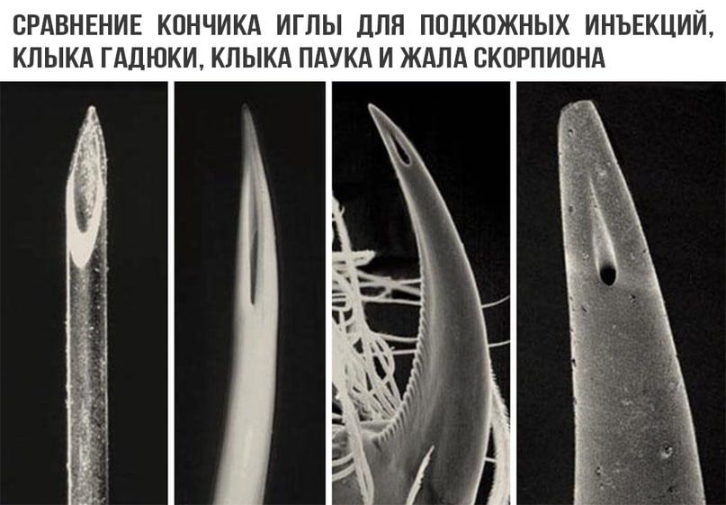 СРАВНЕНИЕ КПНЧИКА ИГЛЫ ДЛЯ ППЛКПЖНЫХ ИНЪЕКЦИЙ КЛЫКА ГАДЮКИ КЛЫКА ПАУКА И ЖАЛА ВКПРПИПНА
