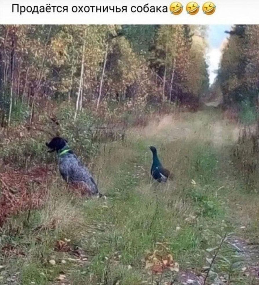 Продаётся охотничья собакам