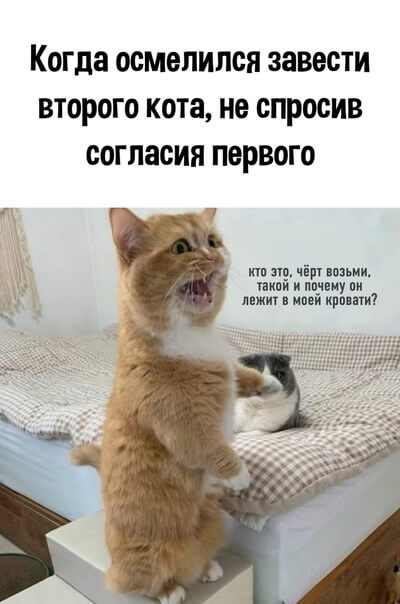 Когда осмелился завести ВТОРОГО кота не спросив согласия ПЕРВОГО шп щ чірг нации и и пачиму пи иной прыти