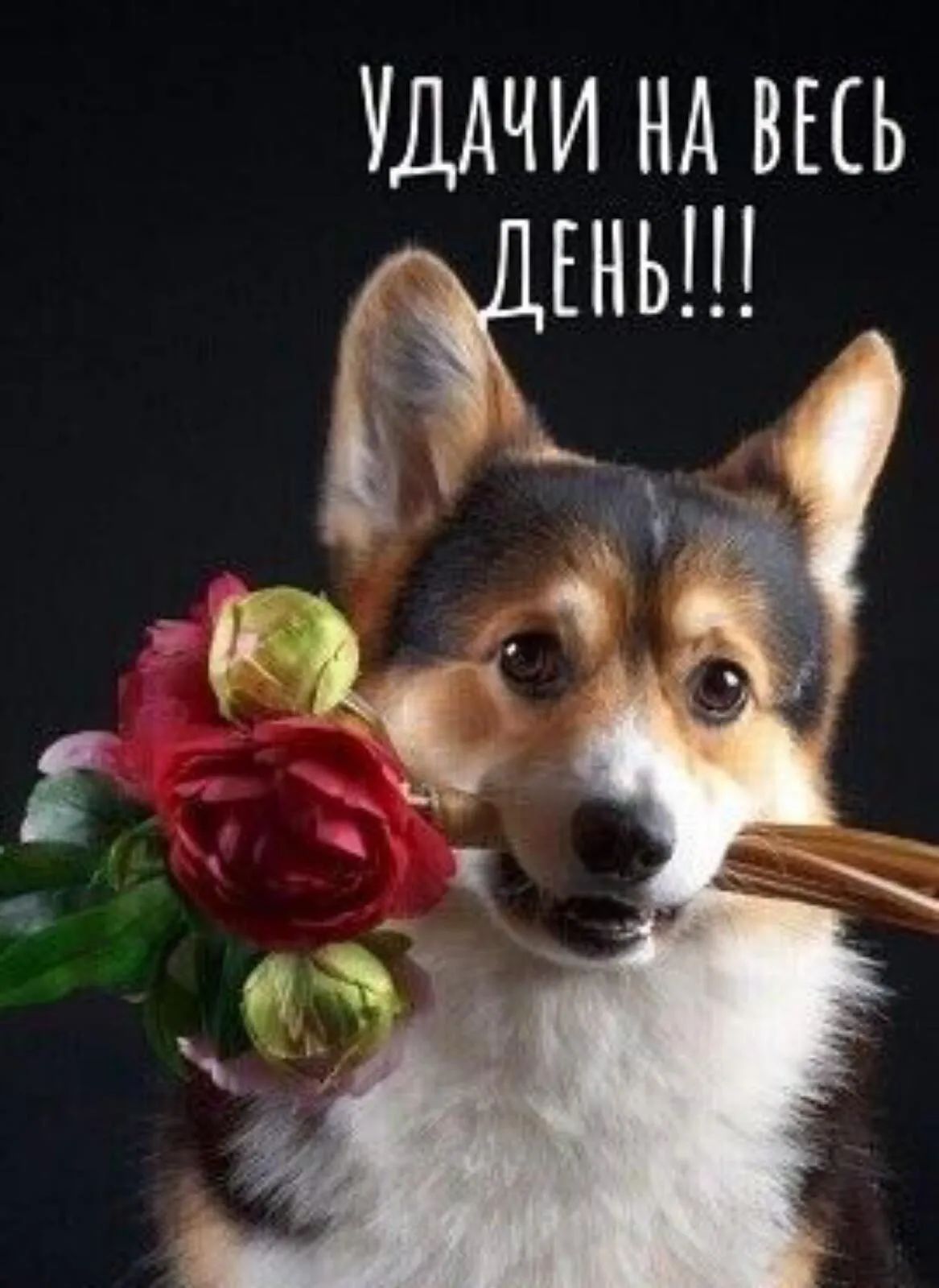 УДАЧИ НА ВЫЬ