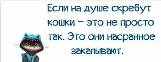 Если на душе скребут кошки это не просто так Это они насранное закапывают