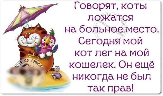 Говорят коты ложатся на больноеіместо Сегодня мой кот лег на мой кошелек Он ещё никогда не был так прав