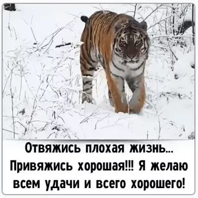 Отвяжись плохая жизнь Привяжись хорошая Я желаю всем удачи и всего хорошего