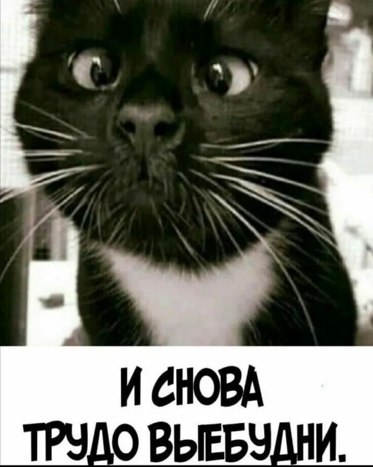 ТРЧ_0 ВЫЕБЧ