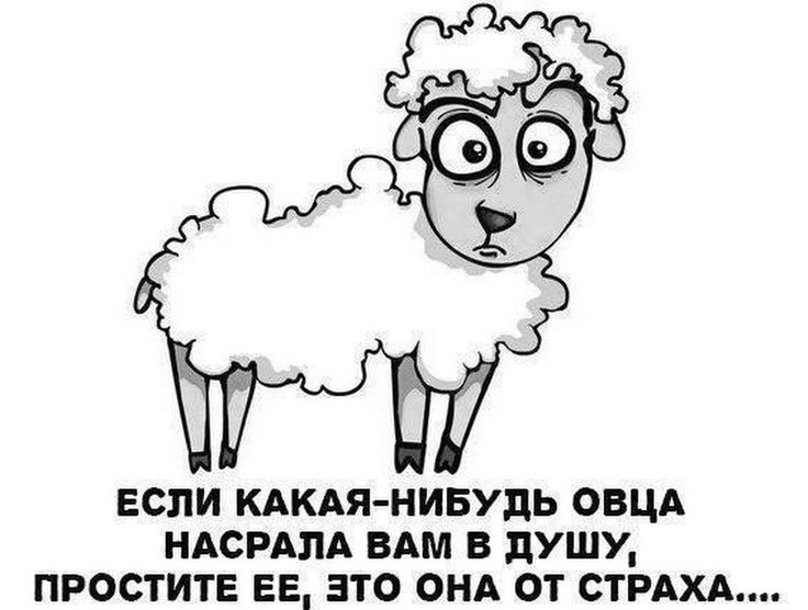 ЕСЛИ КАКАЯ НИБУДЬ ОВЦА НАСРАПА ВАМ В дУШУ ПРОСТИТЕ ЕЕ ЗТО ОНА ОТ СТРАХА
