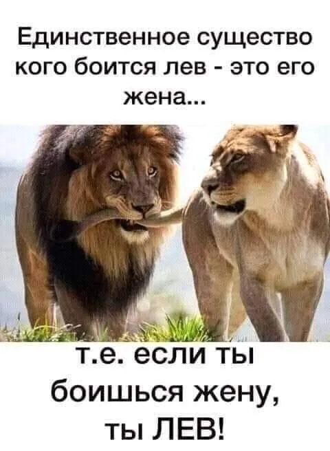 Единственное существо кого боится лев это его жена те евпиты боишься жену ты ЛЕВ