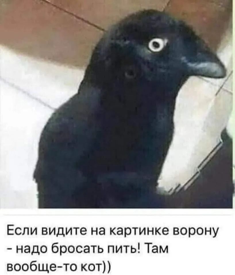 Если видите на картинке ворону надо бросать пить Там вообщето кот