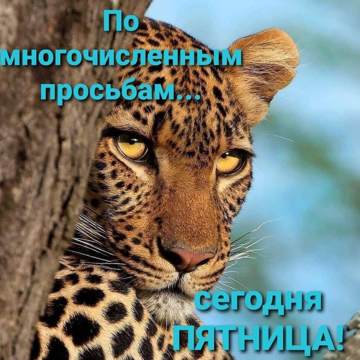 Многочислениь просьбами::