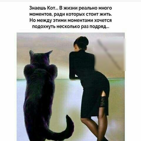 Знаешь кот...в жизни реально много моментов, ради которых стоит жить но между этими моментами хочется подохнуть несколько раз подряд...