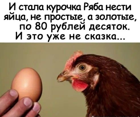 15 стала курочка Ряба нести лица не простые золотые по 80 рублей десяток И это уже не сказка ТСЯ СЭМ