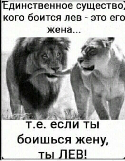 Гединственное существо; кого боится лев  это его 1 жена... О те. Если ты  боишься жену,   тыы лев!