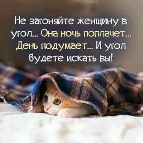 Не загоняйте женщину в угол Она ночь поппачет день подумает И угоп будете искать вы