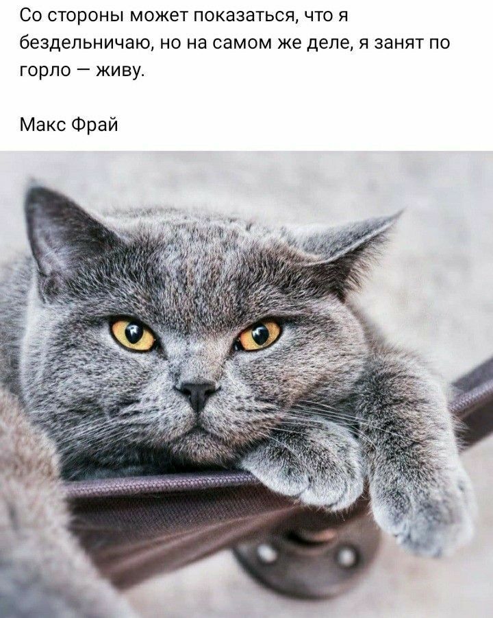 Со стороны может показаться что я бездельничаю но на самом же деле я занят по горло живу Макс Фрай