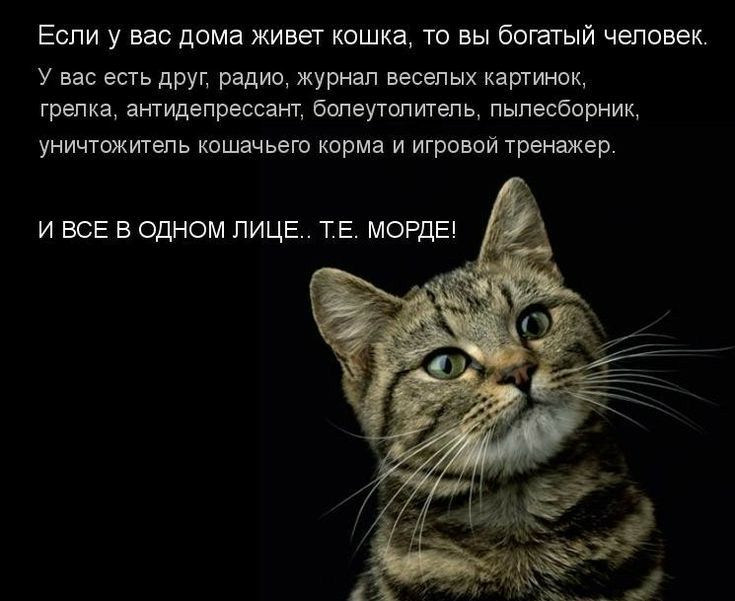 Если у вас дома живет кошка то вы богатый человек У вас есть друг радио журнал веселых картинок грелка антидепрессант болеутопитепь пылесборник УНИЧТОЖИТЭПЬ кошачьего корма И ИГРОВОЙ тренажер И ВСЕ В ОДНОМ ЛИЦЕ ТЕ МОРДЕ