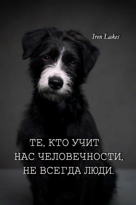 геи меш ТЕ КТО УЧИТ НАС ЧЕЛОВЕЧНОСТИ НЕ ВСЕГДА ЛЮДИ