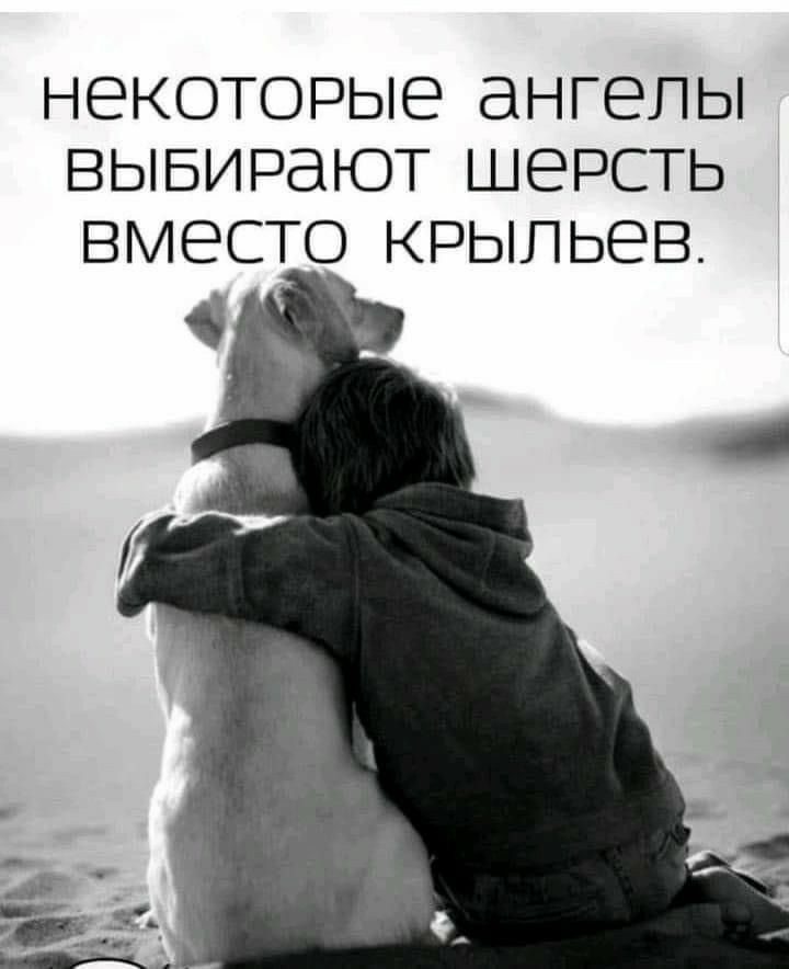 НЕКОТОРЫЕ ангелы ВЫБИРЭЮТ ШЕРСТЬ ВМЕСТО КРЫПЬЕВ