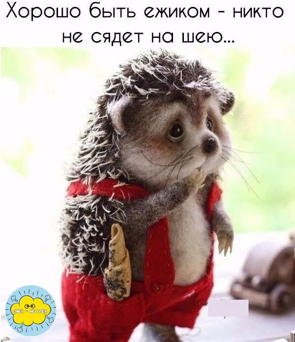 Хорошо быть ежиком  никто не сядет на шею...