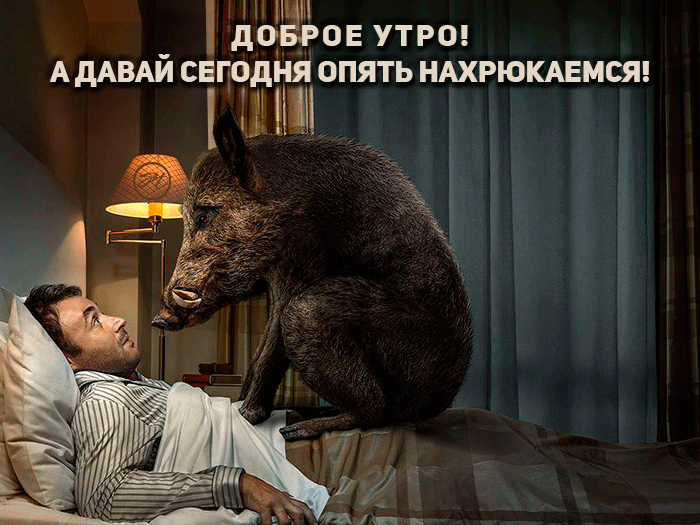 ! До! Ое утро! Адавай сегодня опять нахрюкаемся! Тт