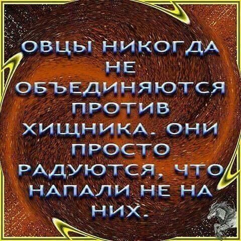 Овцы никогда : лен объединяются орб сс хищщнника. Оний ковьо радуются ччтто  напали не на