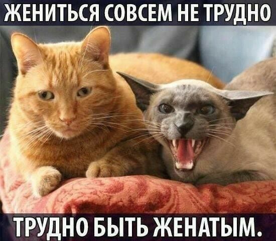 ЖЕНИТЬСЯ СЧВСЕМ НЕ ТРУДНО Г _ ТРУДНО БЫТЬ ЖЕНАТЫМ