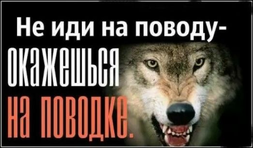 Не иди на поводу окожешье м породи