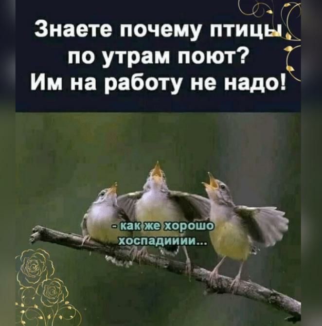 Знаете почему птЫцні по утрам поют Им на работу не надо хоспадиййи 6 т ёё Ыы кри
