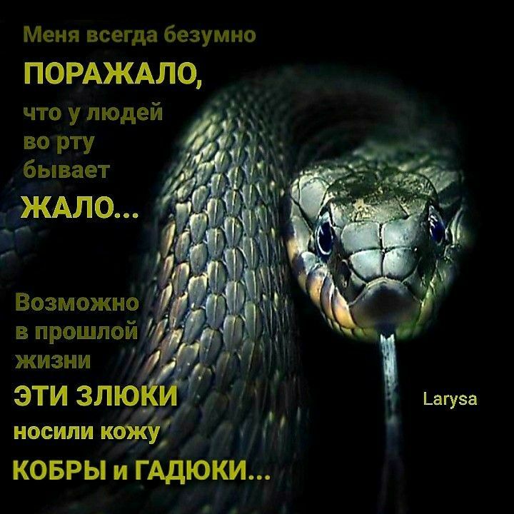 Меня всегда безумно ПОРАЖАЛО что у людей во рту бывает ЖАЛО і Возможна _ в прошлой КОБРЫ и ГАДЮКИ