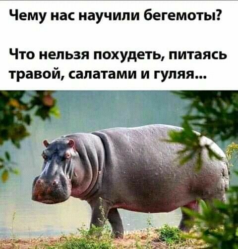 Чему нас научили бегемоты ЧТО НЕЛЬЗЯ ПОХУДЕТЬ питаясь ТРЗВОЙ СЗПЗТЗМИ И ГУПЯЯ