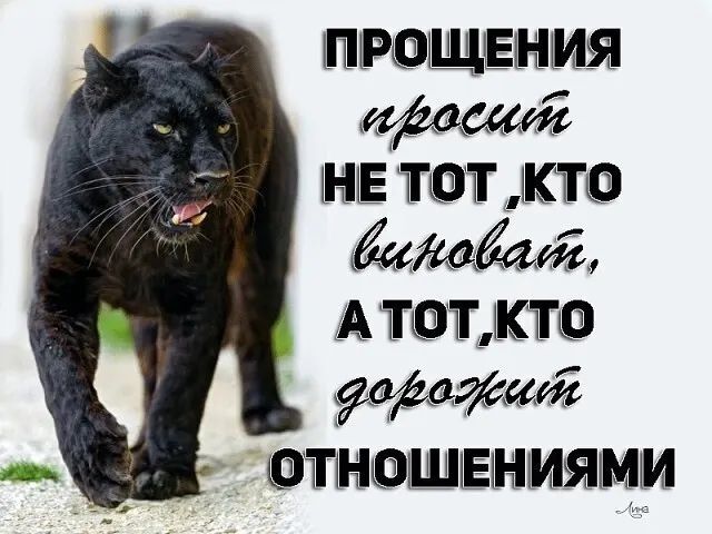 двд ПРОЩЕНИЯ НЕ ТОЧ КТО А 101 КТО шт ТГНЦЭШЕН МЯ ММ