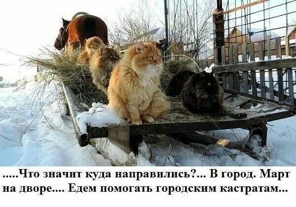 В город Март на дворе Едем помогать городским Кастратвм