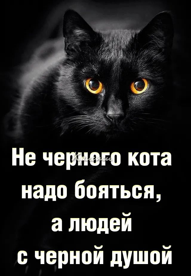 Не черного кота надо бояться а людей с черной душой