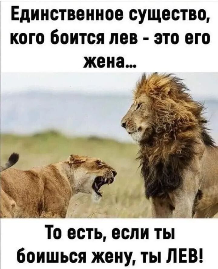 Единственное существо кого боится лев это его жена То есть есличты боишься жену ты ЛЕВ