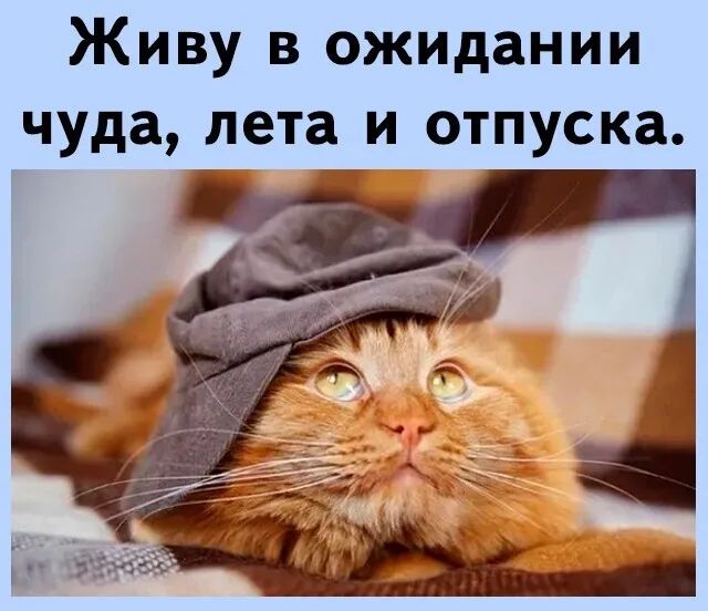 Живу в ожидании чуда лета и отпуска